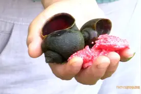 福寿螺天敌找到了？这次“鸭鸭队”立大功！图片