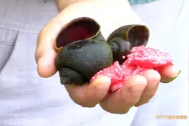 福寿螺天敌找到了？这次“鸭鸭队”立大功！图片