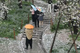 武汉东湖樱花园还能赏樱吗？最新回应图片