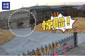 五问“黑龙江老虎进村伤人”：一只还是两只？从哪里来？为何下山进村？图片