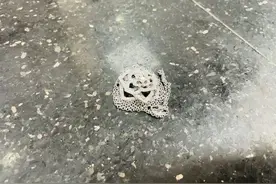 防火、防盗、还要防闺蜜？普陀警方侦破一起入室盗窃案件图片