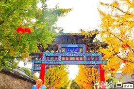 济宁‌曲阜市半壁街:金黄银杏树，成为一道迷人的风景图片