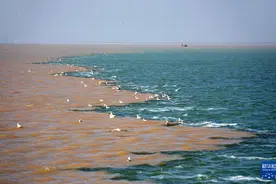 黄河从这里入海图片