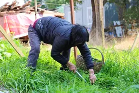 香软甜糯，你吃过清明饺吗？图片