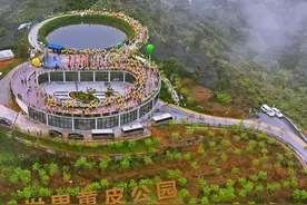 种植面积占全球的3/4！到云浮郁南黄皮花开的地方“嗨皮”图片