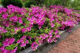 “花中西施”杜鹃花盛放！来金山这些地方欣赏“姹紫嫣红”→图片