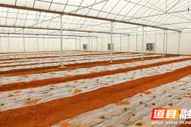 道县：智慧大棚激活农业新质生产力图片