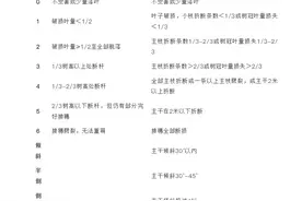 【农业恢复生产动态】橡胶树风害后的风害调查及受害树处理图片