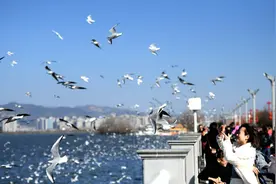 旅居昆明 如沐春风图片