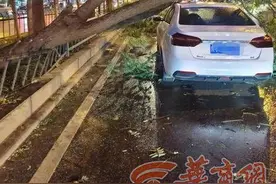 【华商记者帮】绿化带树木砸到行驶车辆 西安市绿化管护中心：报保险理赔图片