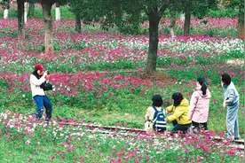 乡村花海引客来（侨乡新貌）图片
