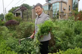 挂艾草和菖蒲，感受端午传统习俗！图片
