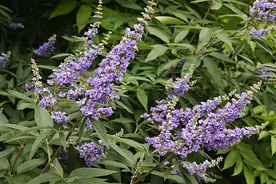 夜读｜植物光芒：五指风图片