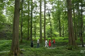绿野“仙”踪，孑遗植物水杉秋色醉人图片