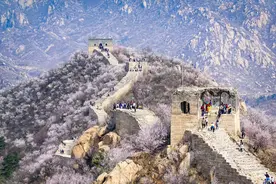 花开成海 灿若烟霞！京郊长城山花盛放，景色壮丽图片