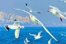 【文末福利】暖冬亲子游上线，寒假遛娃好去处：乘船赏海天、与海上精灵互动，开启自然课堂研学之旅图片
