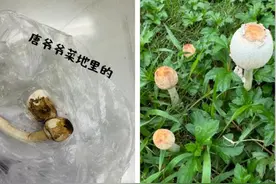 小心“ICU”菇！有人误食中毒入院图片