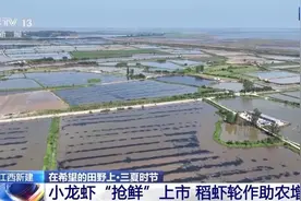“抢鲜”上市 养出一只肥美的小龙虾需要几步？图片