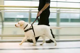 视力障碍人士申请导盲犬进楼，竟需全楼邻居都同意？图片