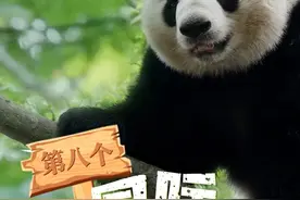大熊猫是单眼皮还是双眼皮？手指是5根还是6根？……图片