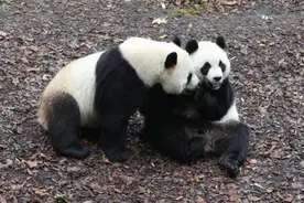 欢迎回家！三只旅比大熊猫平安落地成都图片