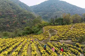 ​保康：金丝皇菊开出“美丽经济”图片