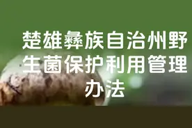 野生菌保护管理规范性文件在云南正式施行图片