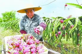 阳江红十月农场火龙果基地迎来丰产期图片