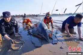 一头海豚搁浅浙江温岭滩涂 多部门2小时完成救援图片