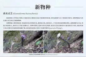 海南发现2个全球新物种图片