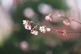 北京樱花和白玉兰何时开？花期预报请查收图片