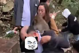 男子爬山被猴子摘假发，还有猴子抢包把口红叼嘴里，景区回应图片