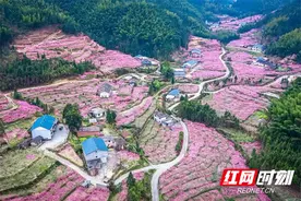 炎陵县下村乡：“以花为媒”赋能产业 赏花经济助推乡村振兴图片