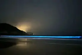 激动！福州也有“蓝眼泪”了！图片