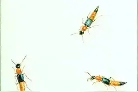 紧急提醒：不要拍打！不要拍打！不要拍打！图片