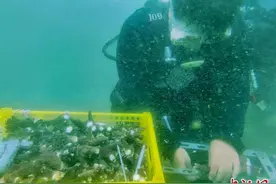 海南分界洲岛海域移植海底珊瑚 助力海洋生态修复图片