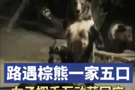 女子路遇棕熊一家五口挥手互动图片