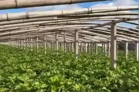 平度马家沟富硒芹菜丰收 脆嫩味甜可生吃深受市场青睐图片