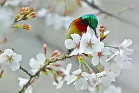 樱花丛中来了叉尾太阳鸟图片