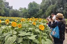 奥森向日葵花开正美，拍照请不要钻进花海里图片