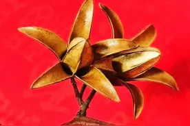 香椿树下香铃子图片