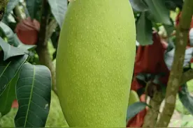 贵州芒果“金煌芒”喜获银奖图片