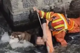 男子为救爱犬奋不顾身跳河，二哈：你们救吧，我先走一步视频封面