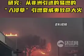 研究：从非洲引进的易燃的“入侵草”引燃夏威夷致命大火图片