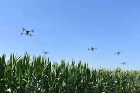 河北清苑：植保无人机飞防作业  护航秋粮稳产丰收图片