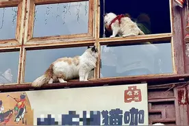 猫咖工作人员将猫放到屋檐引网友不满 店家回应：设计给猫玩耍的，要起诉发帖造谣者图片