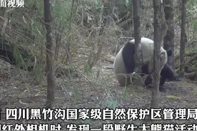 高萌来袭！四川黑竹沟野生大熊猫花式挠痒痒图片