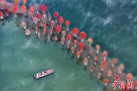 安徽宁国：冬日红杉林 缤纷似油画图片