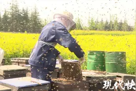 带着230多个蜂箱，养蜂夫妻跨越大半个中国“追花”图片