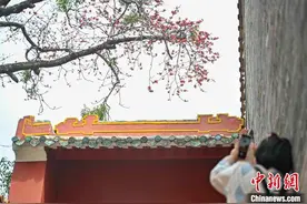 赏百年木棉红 广州启动首届木棉生活节影像大赛图片